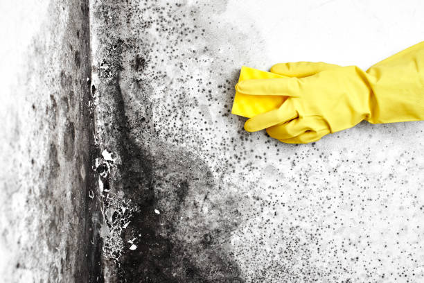 Best Mold Cleaning Services  in Shoreline, WA