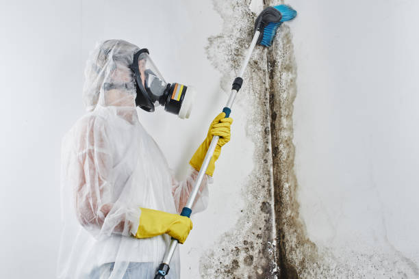 Best Affordable Mold Removal  in Shoreline, WA