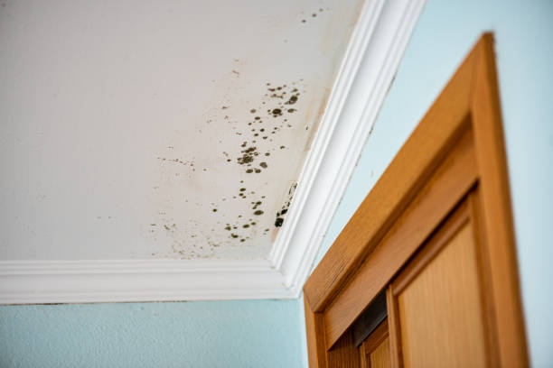 Best Crawl Space Mold Removal  in Shoreline, WA