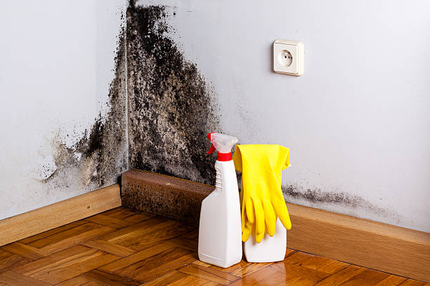 Best Fast Mold Removal  in Shoreline, WA