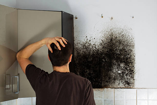 Best Commercial Mold Removal  in Shoreline, WA