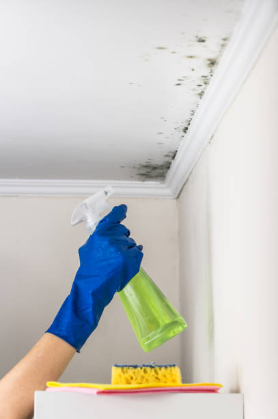 Best Mold Damage Repair  in Shoreline, WA