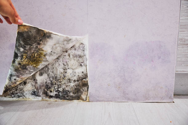 Best Office Mold Removal Services  in Shoreline, WA